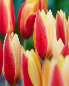 chrys. tubergen's gem.jpg